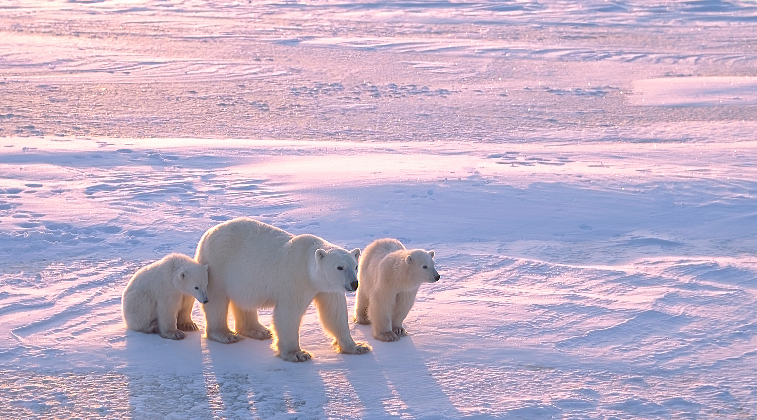 Polarni medvedi se suočavaju sa glađu zbog klimatskih promena