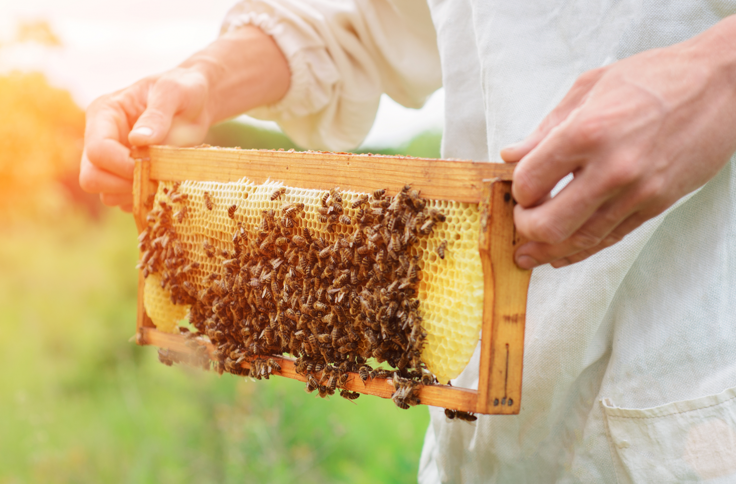 Tako male, a tako važne: Sve o "urbanim" pčelama u Beogradu