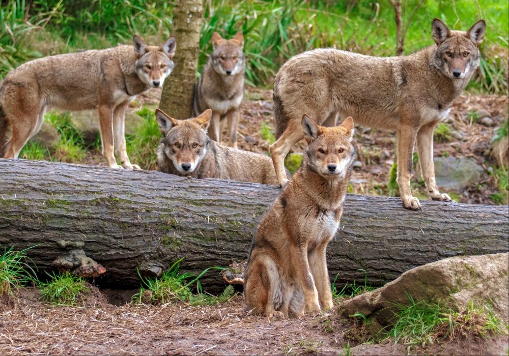 Estonija kreće u lov na vukove: Strahovi od ozbiljnog smanjenja populacije