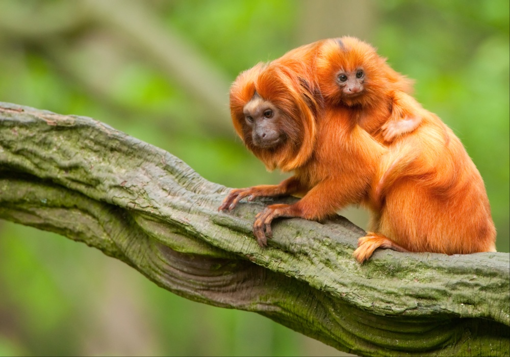 Oporavak brazilske zlatne majmunske populacije: Povratak sa ivice izumiranja