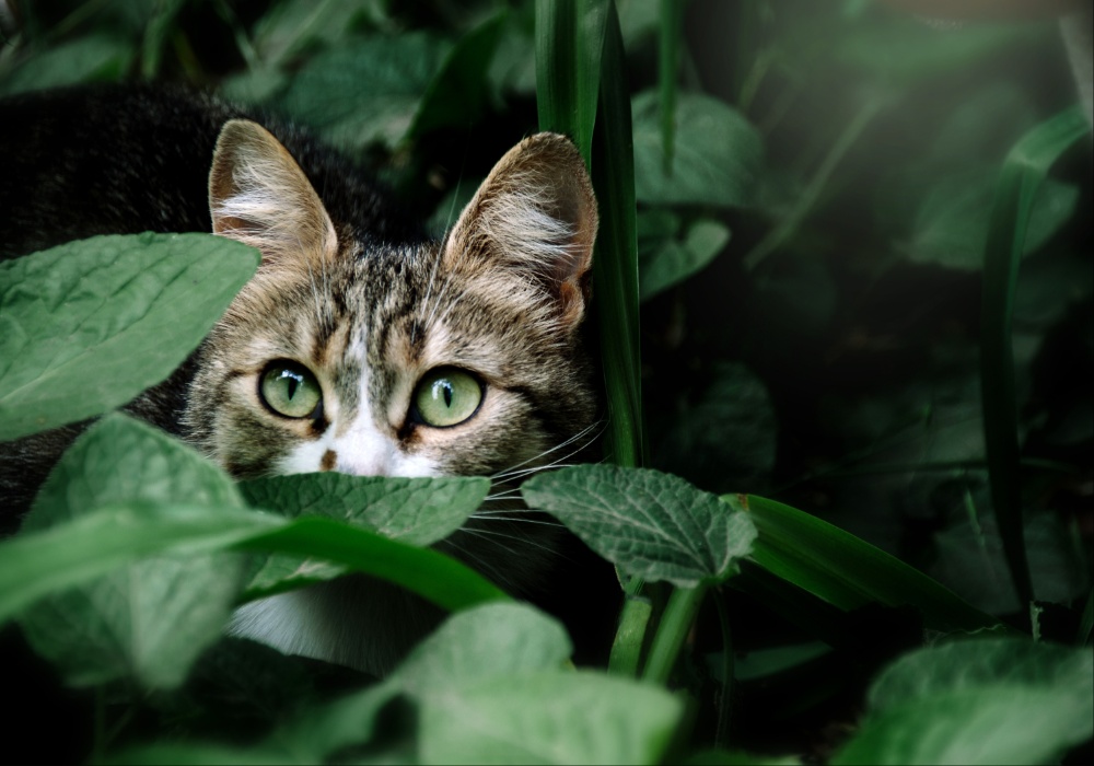 Najnovije istraživanje otkriva: Domaće i divlje mačke održavale distancu 2.000 godina
