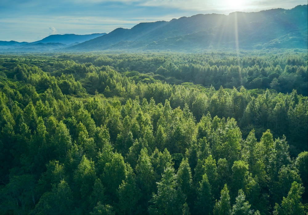 Šume kao ključni čuvari u borbi protiv rastućih nivoa CO2