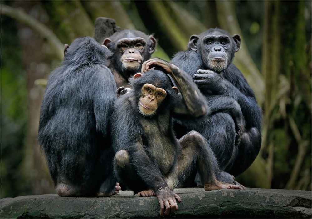 Šimpanze koriste taktiku ratovanja nalik ljudima da bi špijunirali suparničke grupe