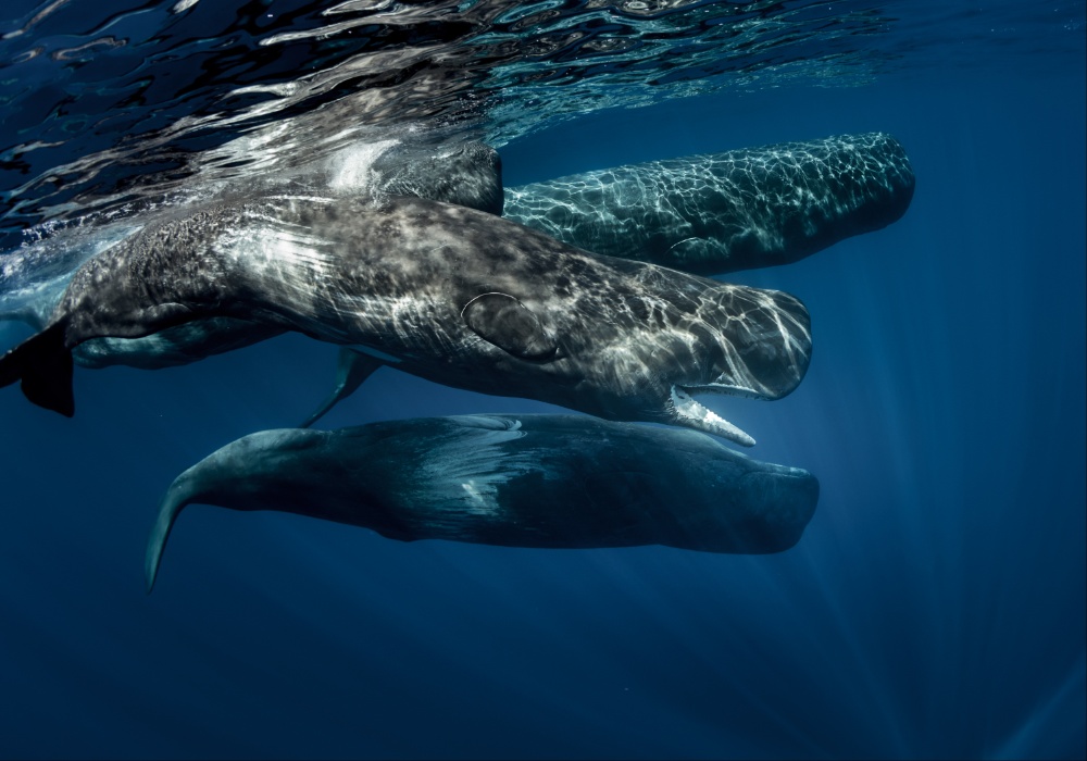 Dominika stvara istorijski rezervat za kitove u borbi protiv CO2