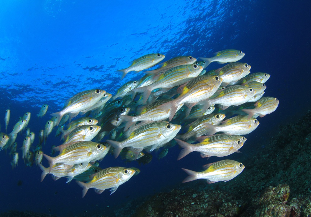 Kako klimatske promene utiču na ribe i beskičmenjake?