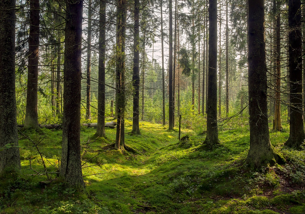 Očuvanje šuma za neto-nula: novi pristup vrednovanju karbonskih kredita