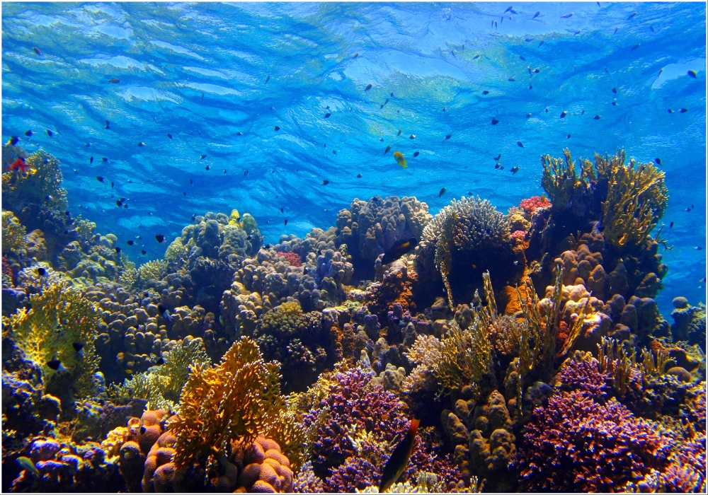 Novi model za razumevanje uticaja klimatskih promena na morske ekosisteme