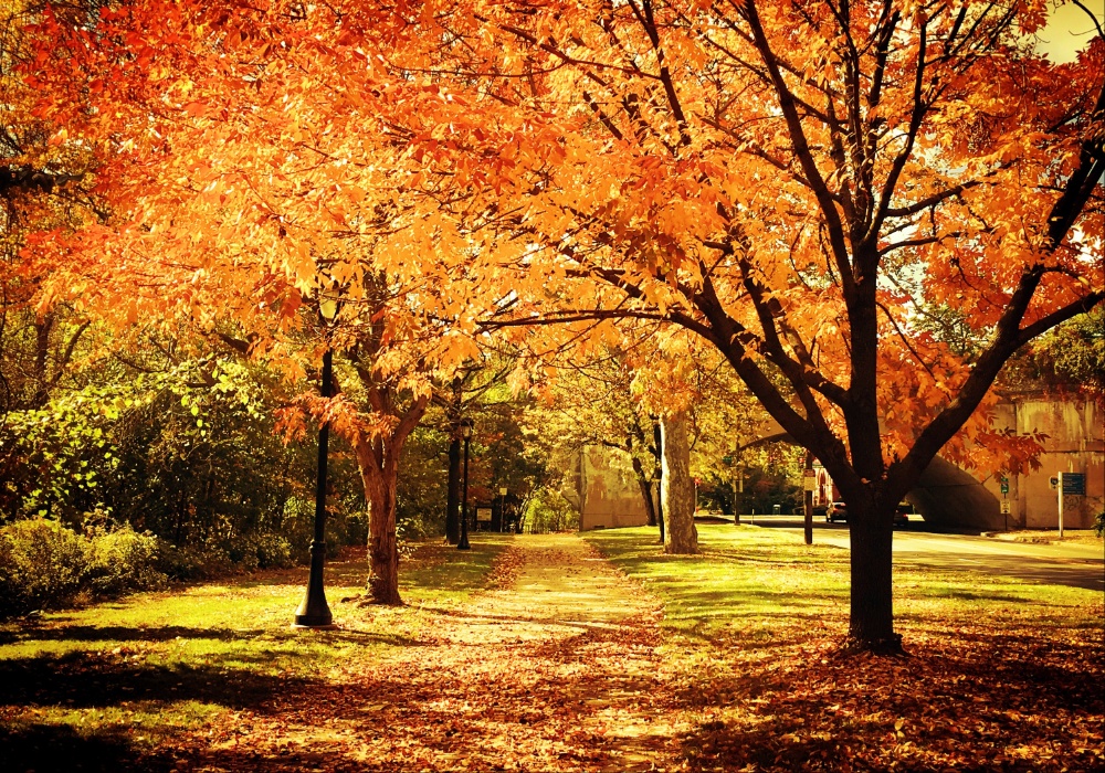 Jesenja čarolija: Kako opalo lišće postaje održiv papir?