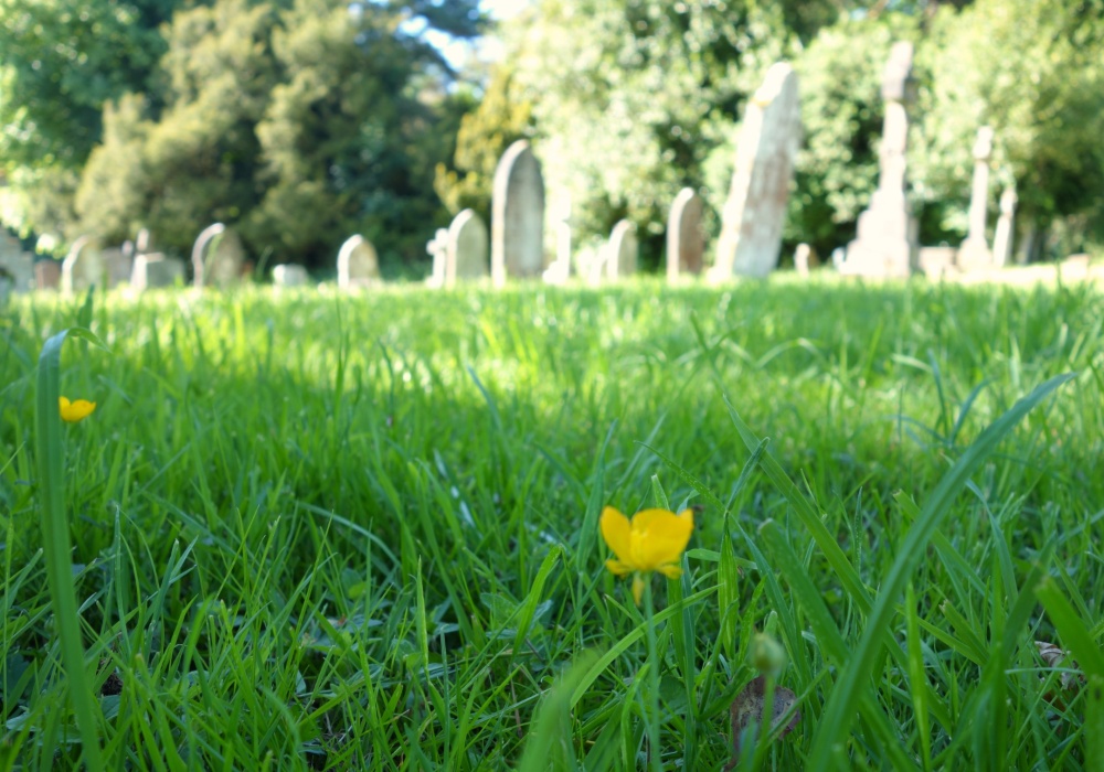 Francuska usvaja "šumska groblja" kao ekološku alternativu sahranjivanju