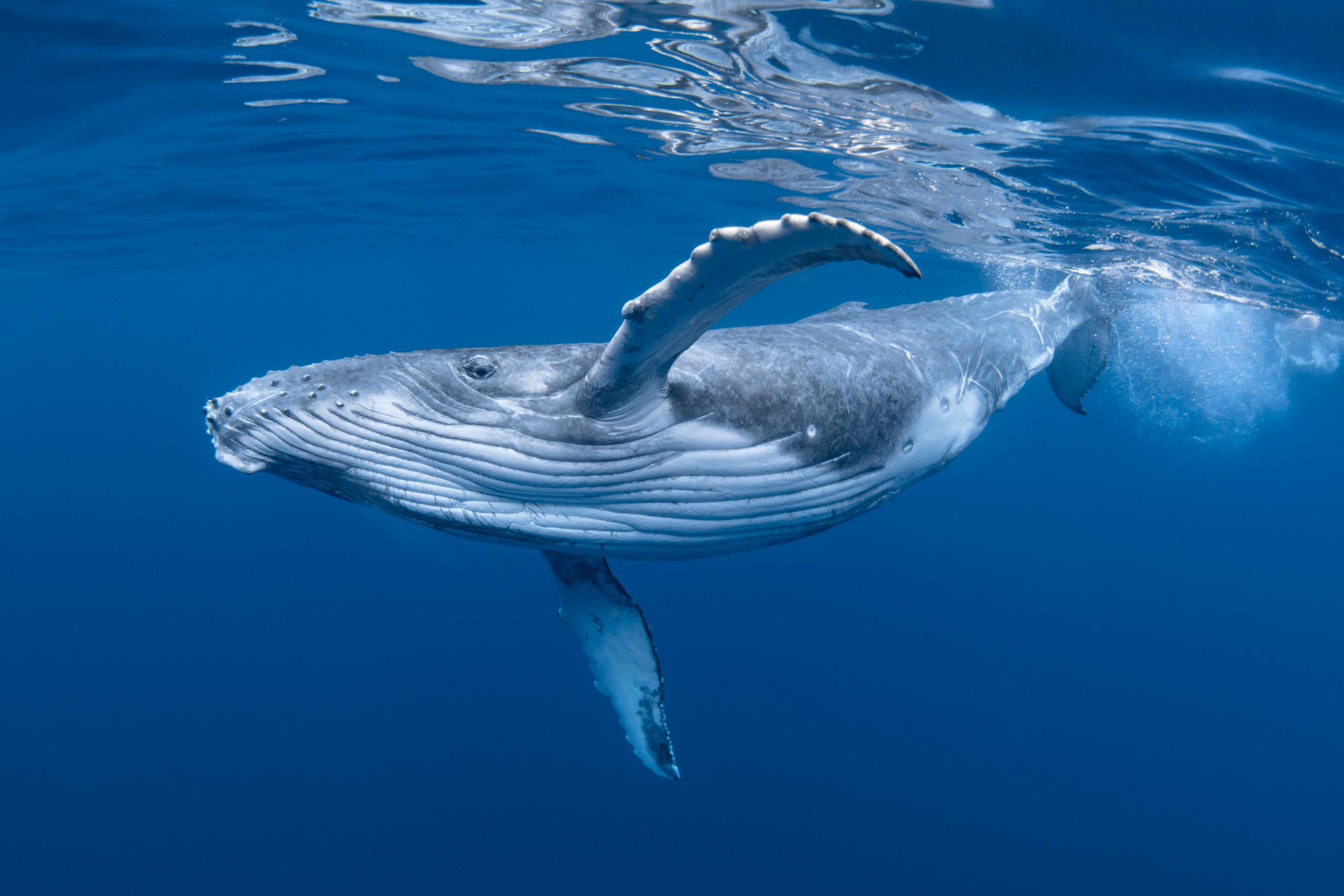 Nakon masovnog istrebljenja, plavi kitovi se vraćaju u svoje stanište