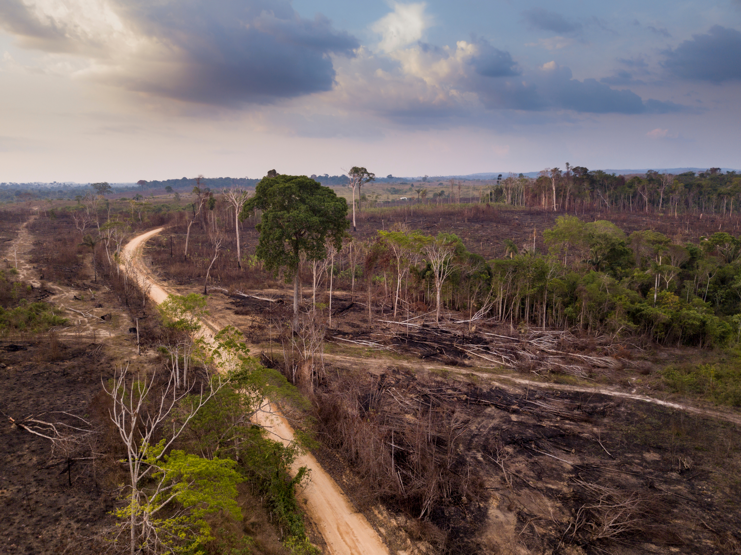 Krčenje šuma u ​​brazilskoj Amazoniji smanjeno za 30 odsto u februaru
