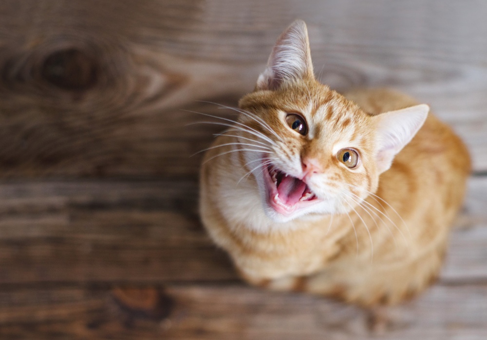 Neobična terapija: Kako mačka sa amputiranom nogom donosi toplinu i podršku?