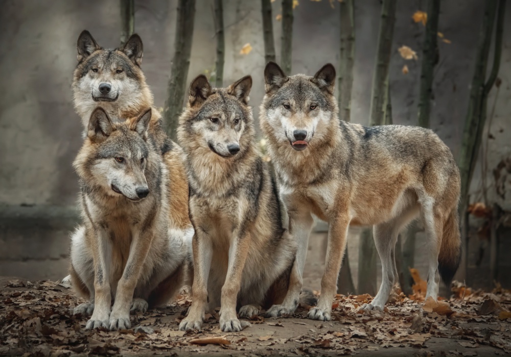 Evropska komisija predlaže oslabljenje zaštite za 20.000 vukova