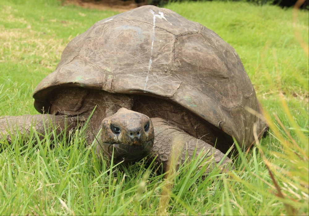 Džonatan, gigantska kornjača, proslavlja 191. rođendan - Najstarija kopnena životinja