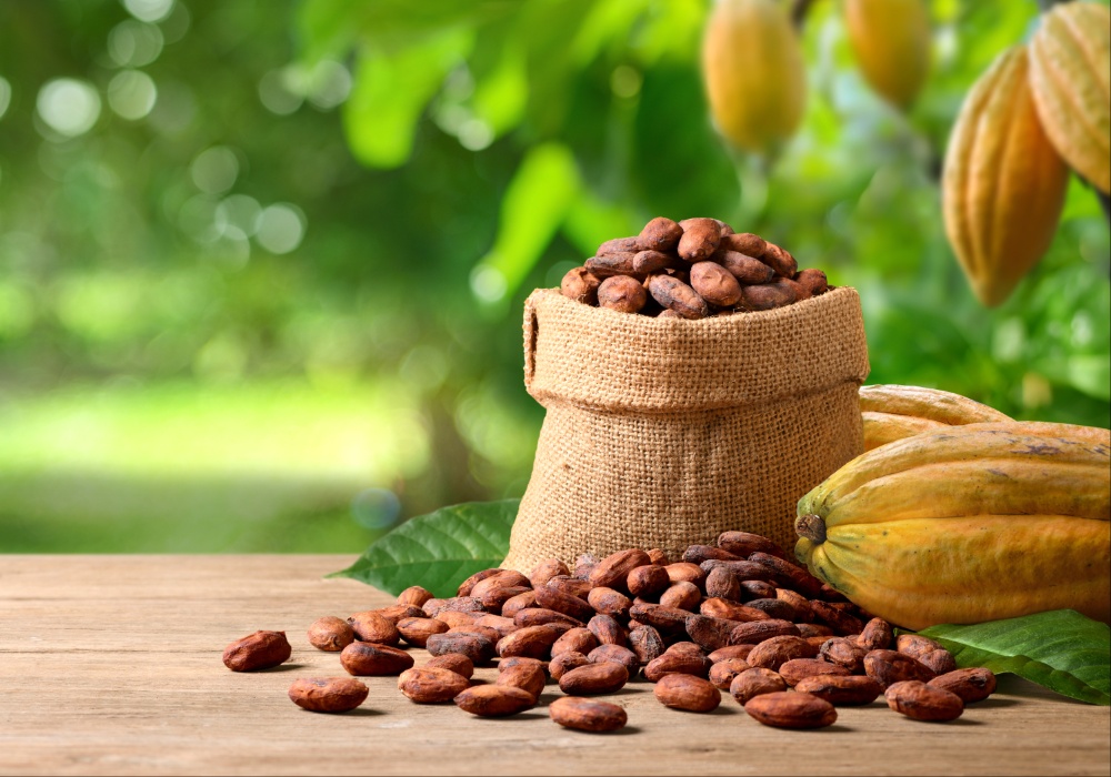 Klimatske promene i rat ugrožavaju uzgoj kakaa