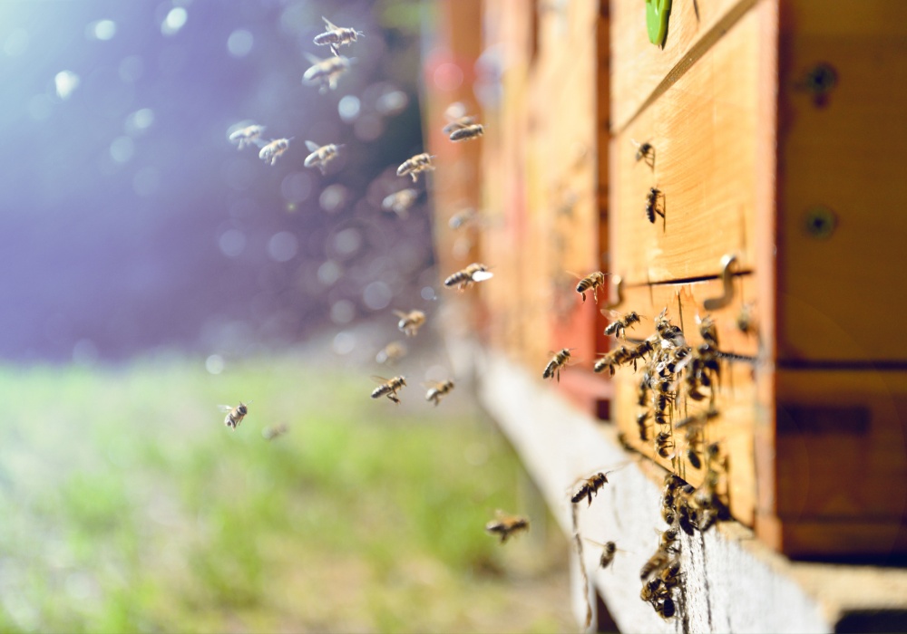 Beogradski pčelari uvode revolucionarni projekat "Ne kosi još Lolo"