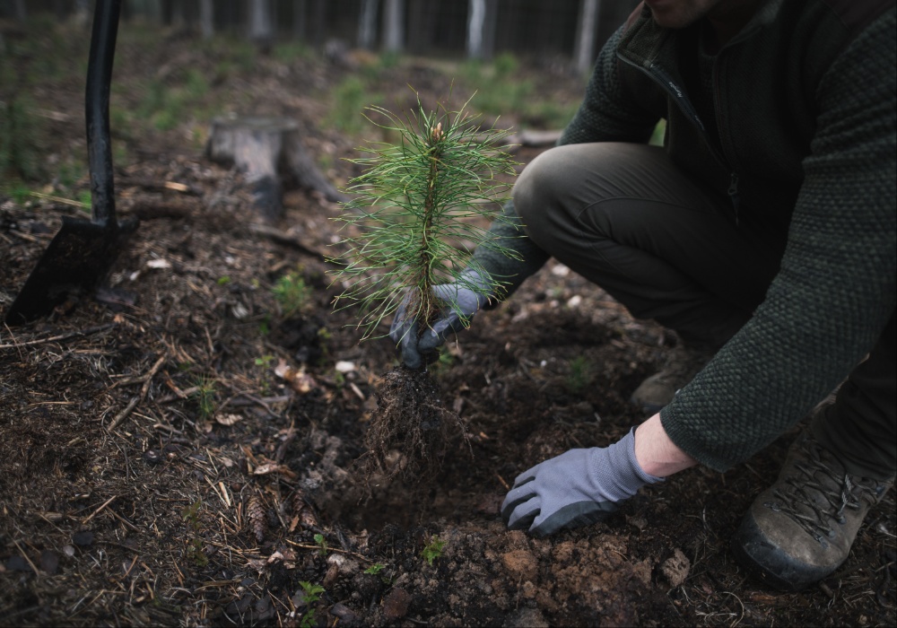 Crna Gora postaje zelenija: Započeta sadnja 100.000 sadnica crnog bora