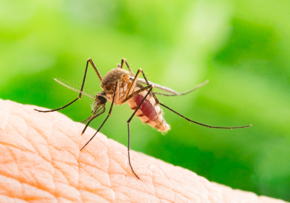 Novo istraživanje: Više komaraca usled globalnog zagrevanja