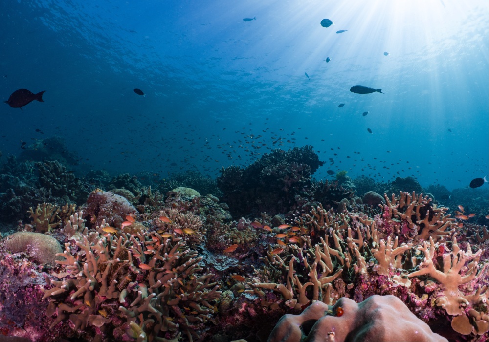 Koralni grebeni u opasnosti od rekordne okeanske vrućine