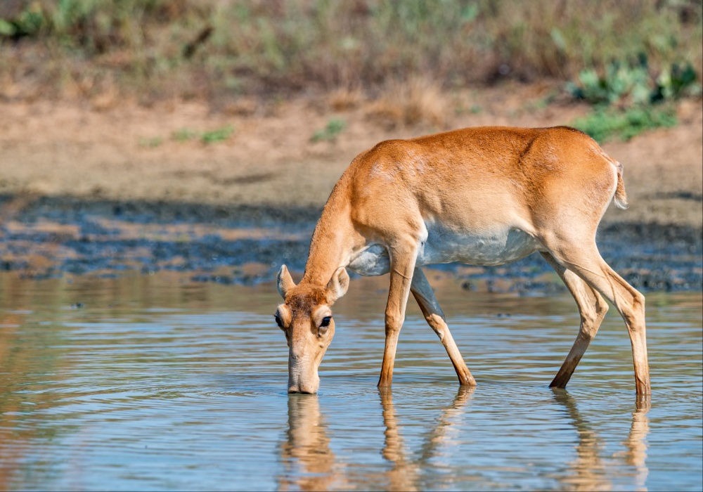 Istorijska pobeda očuvanja: Saiga antilopa napušta crvenu listu