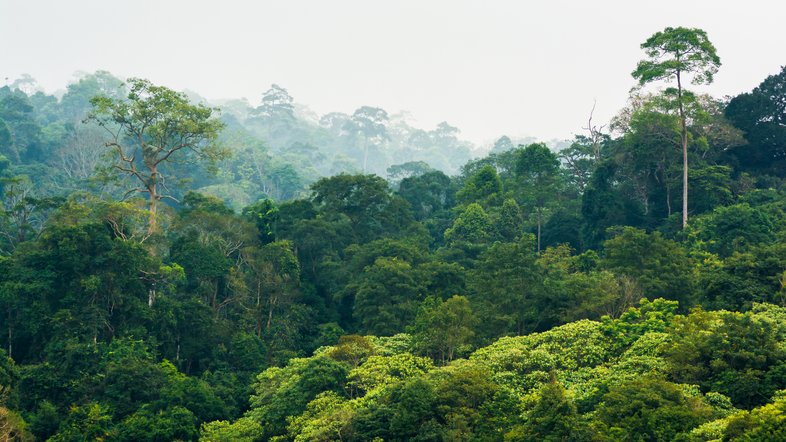 Zaštita dragulja Kolumbije: Napori za spas nacionalnog parka Čiribikete