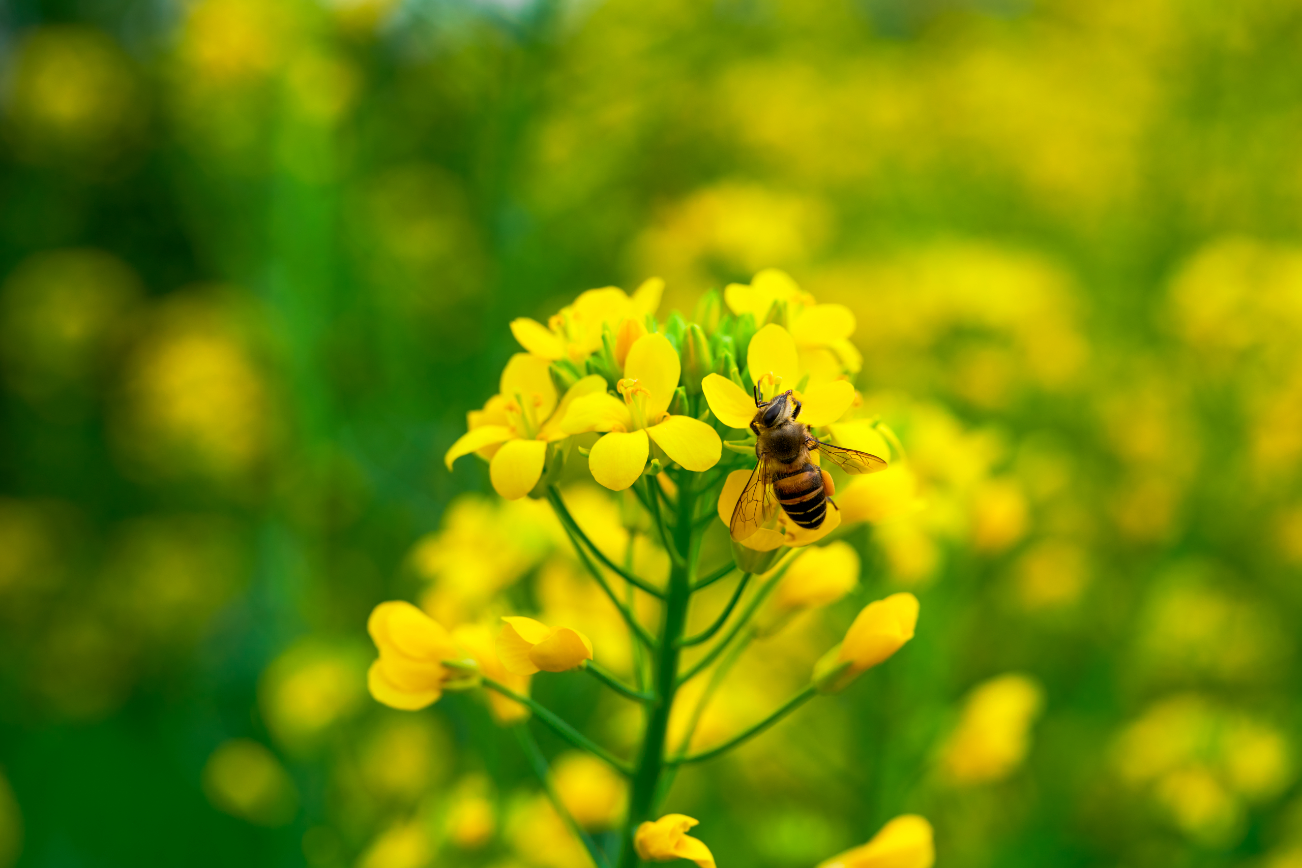 Pčele su genijalni “detektivi” za praćenje zagađenja, evo i kako