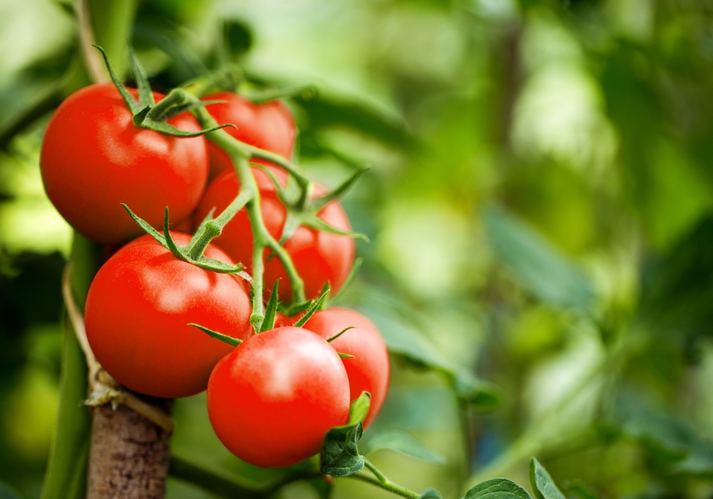 Zanimljiva otkrića: Rast paradajza u sred invazije gusenica