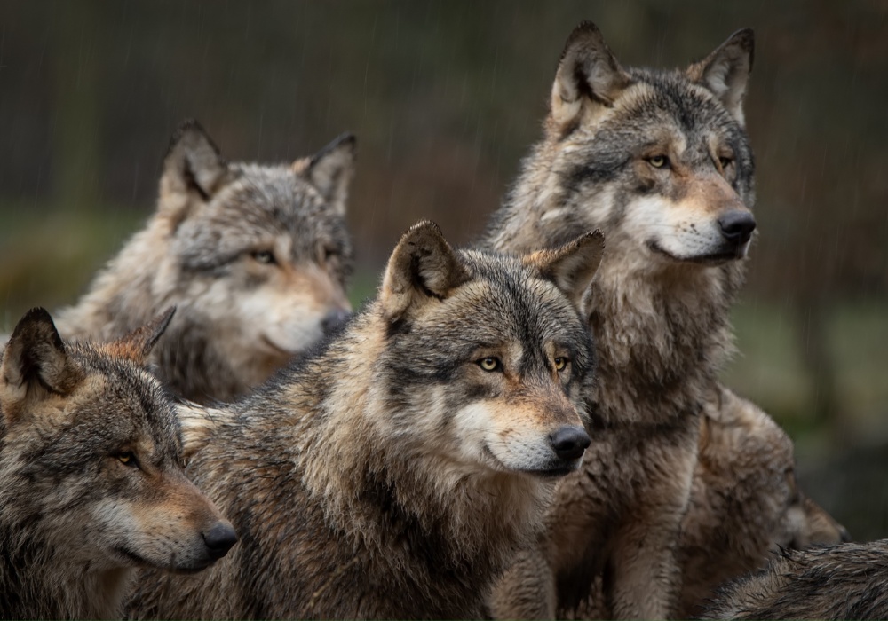 Kontroverzna presuda: Vlasti u Holandiji dobile ovlašćenje za pucanje na vukove u nacionalnom parku