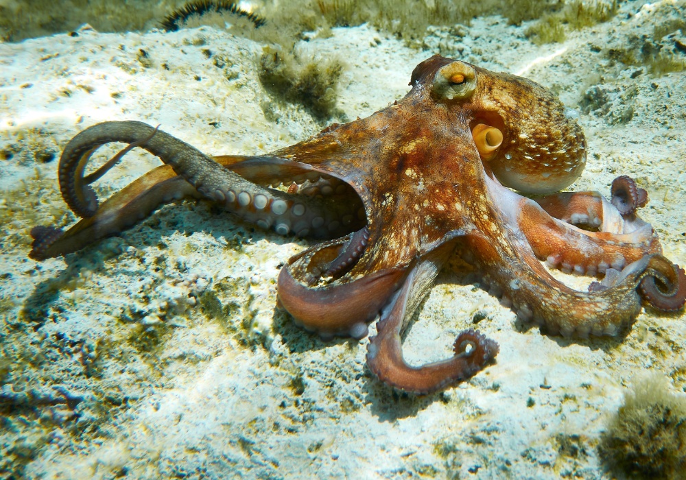 Revolucionarno otkriće: Četiri nove vrste hobotnica pronađene u dubokom moru Kostarike