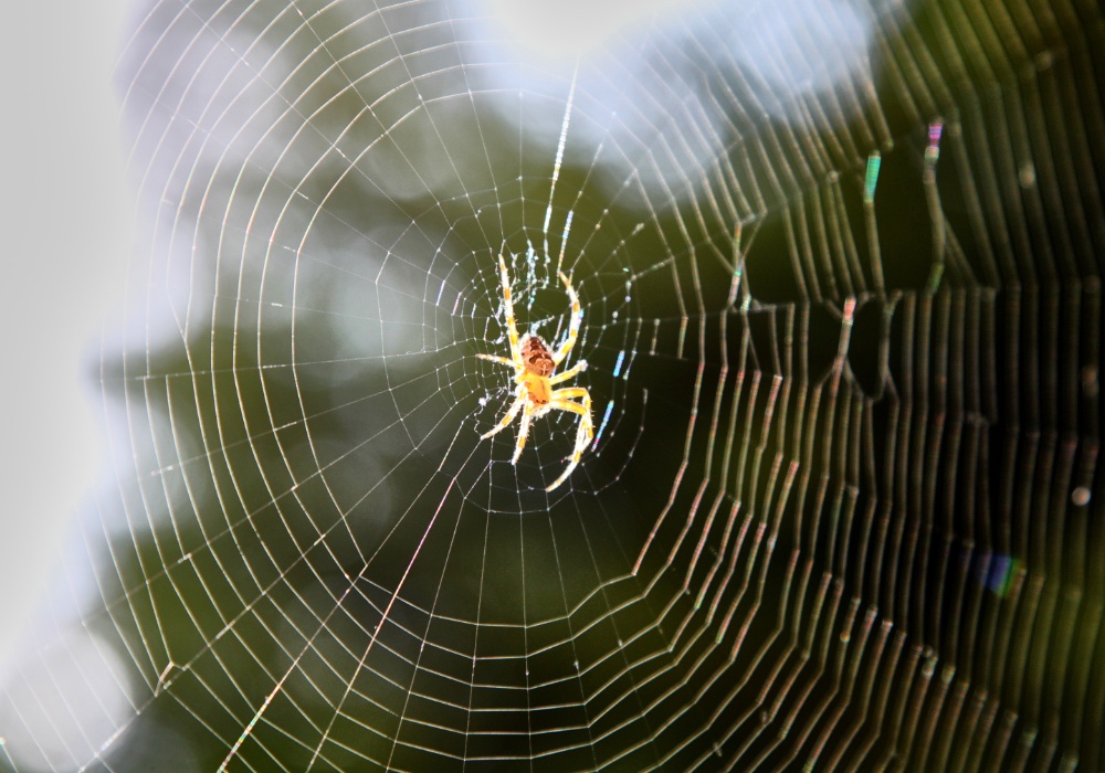 Klimatske promene i ekosistem: Uticaj na paukove i njihove mreže