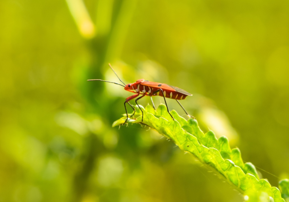 Nasuprot očekivanjima: Insekti nisu privučeni svetlošću, već su zbunjeni
