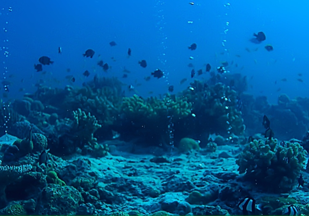 Savremena tehnologija otkriva fascinantni dubokomorski koralni svet na obali Atlantika