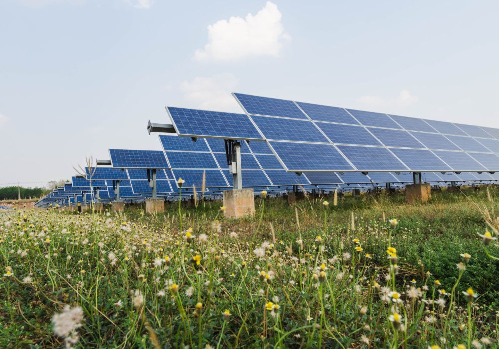 Solarna revolucija: Kako sunčevi paneli postaju raj za insekte?