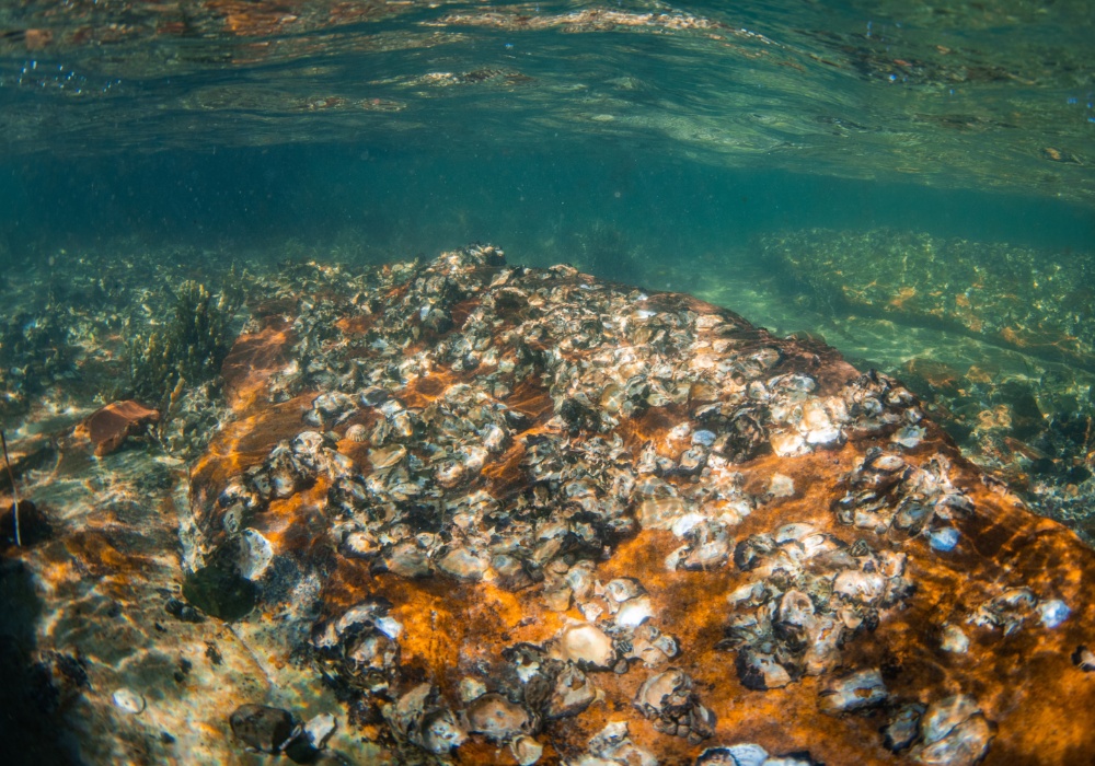 Zakiseljavanje okeana: Borba grebena ostriga za opstanak