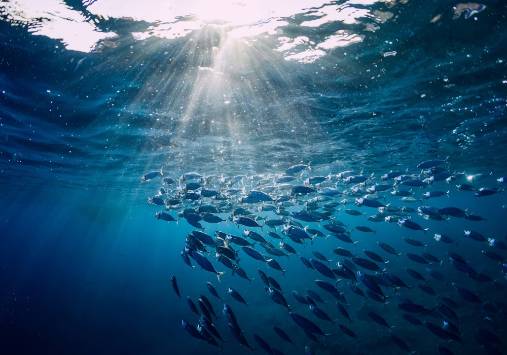 Ekološka uzbuna: Žutorepa tuna suočena sa kolapsom u Indijskom okeanu