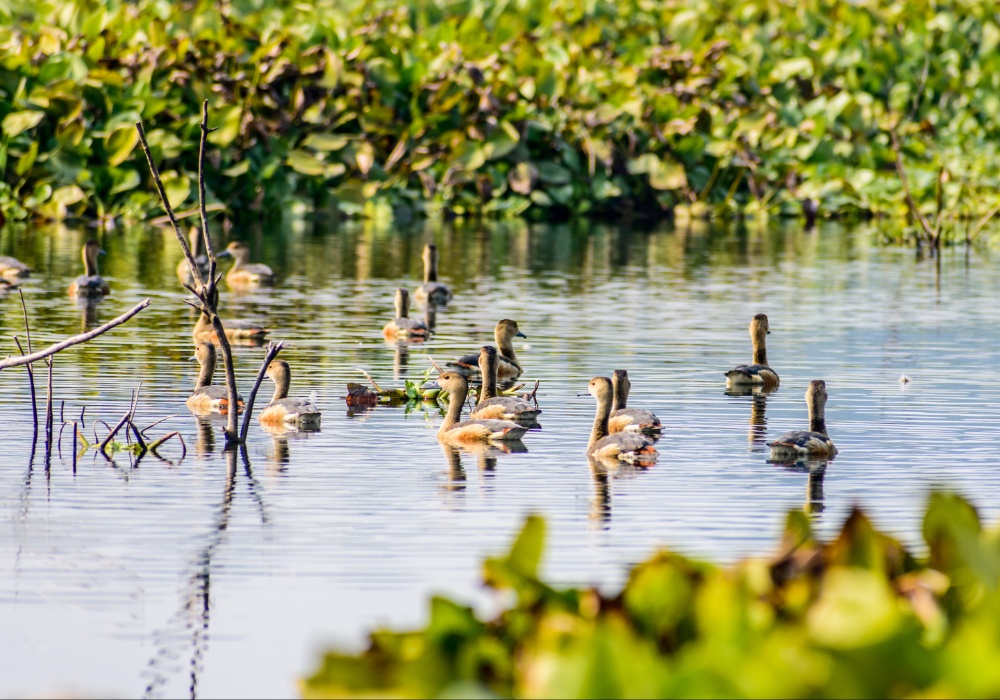 Očuvanje biodiverziteta: Pregled Međunarodnog popisa ptica vodenih staništa 2024. godine