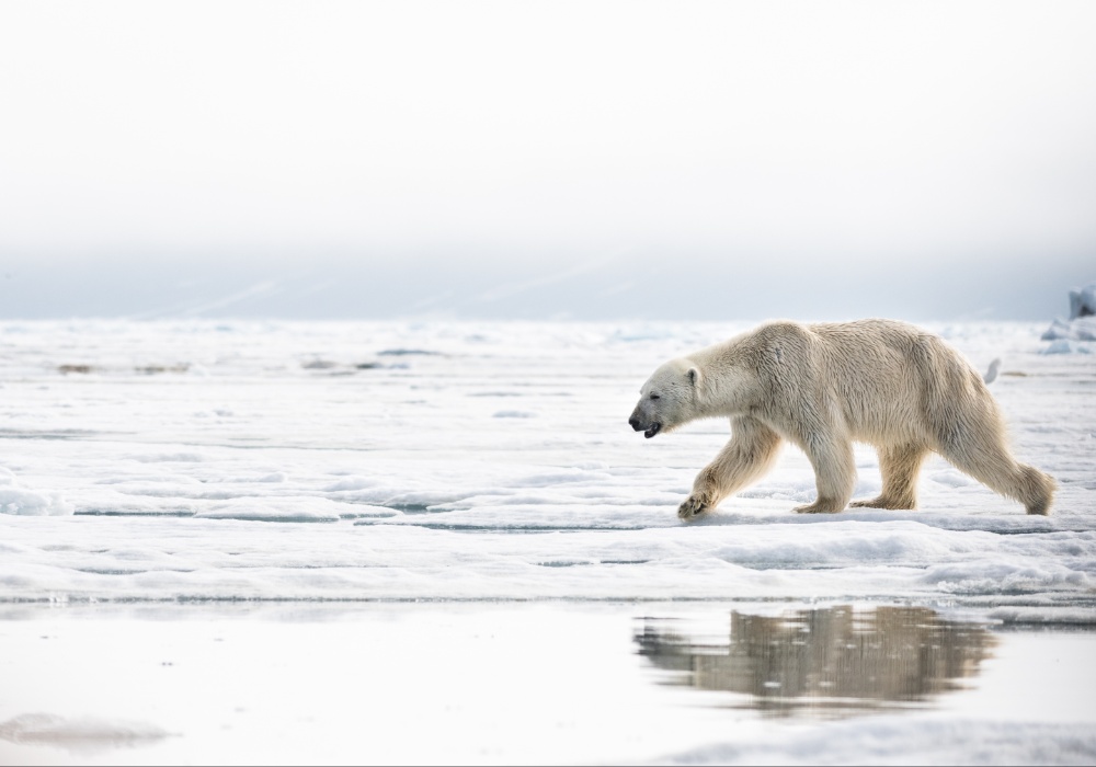 Prilagođavanje polarnih medveda dužim letima izgleda malo verovatno
