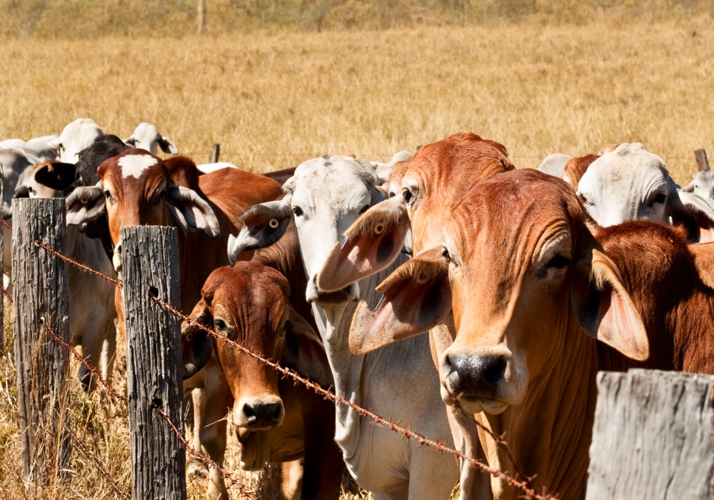 Uspon i pad australijske farme govedine ka neutralnosti ugljenika