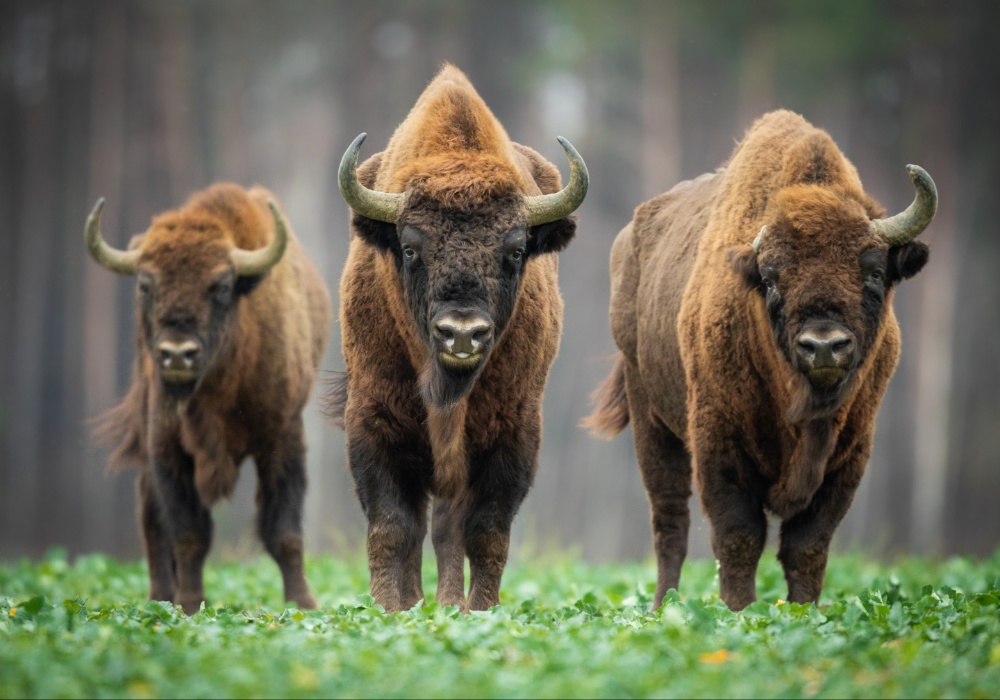 Evropski bizoni na rubu: WWF planira veliku akciju spašavanja