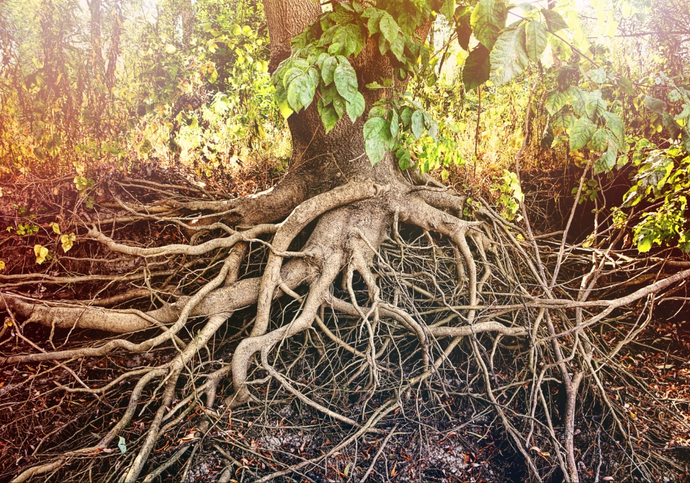 Naučnici otkrili novu vrstu podzemnog drveta - zbog čega je to važno?
