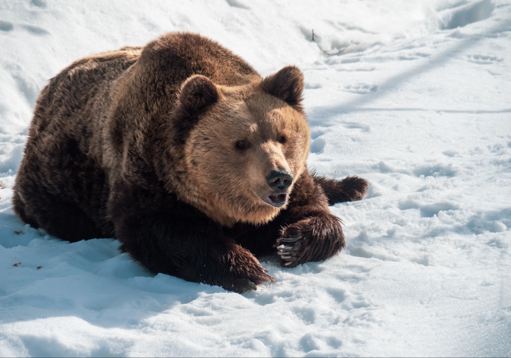 Protesti zbog odstrela "opasnog" alpskog medveda u Italiji