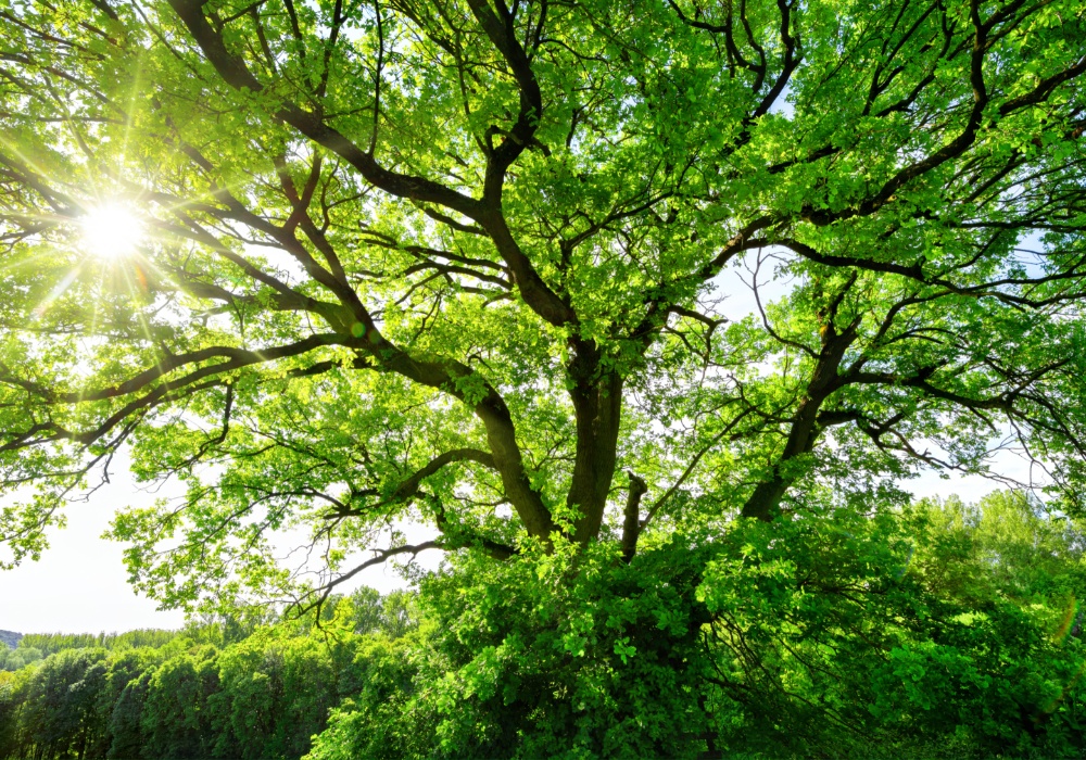 Naučnici upozoravaju: Klimatske promene otežavaju drveću da diše