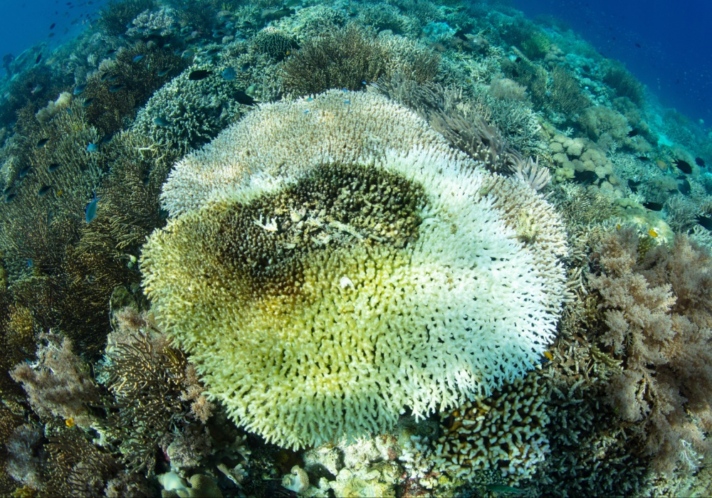Zagađivači u koralima ukazuju na uticaj sagorevanja fosilnih goriva