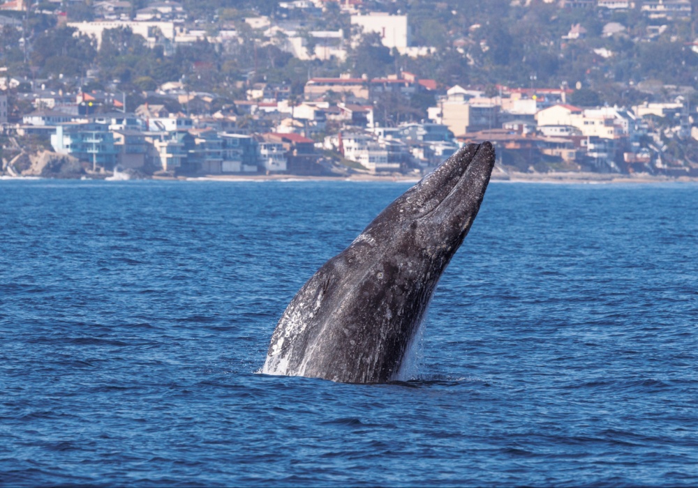 Nakon dve decenije: Sivi kit se vraća u atlantske vode, naučnici oduševljeni