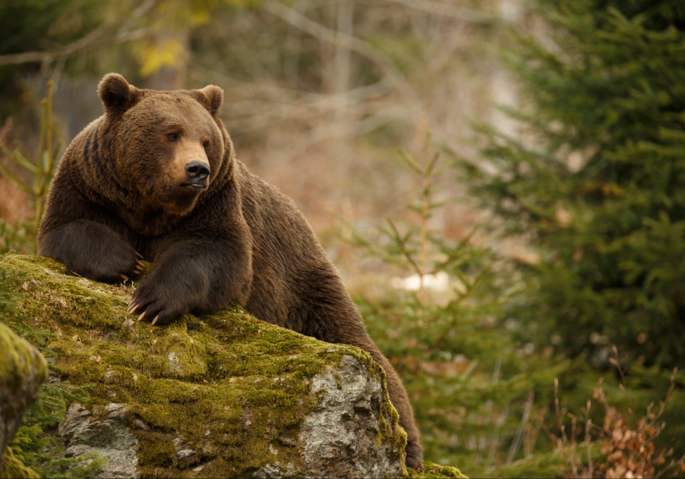 Slovačka uznemirena: Napadi medveda pokreću hitne pozive za rešavanje problema