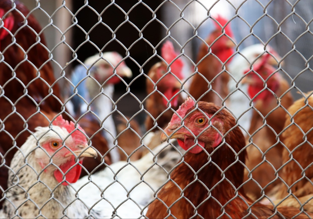 Zaštita životinja, ili politička igra: Šta se krije iza odlaganja zabrane kaveza?