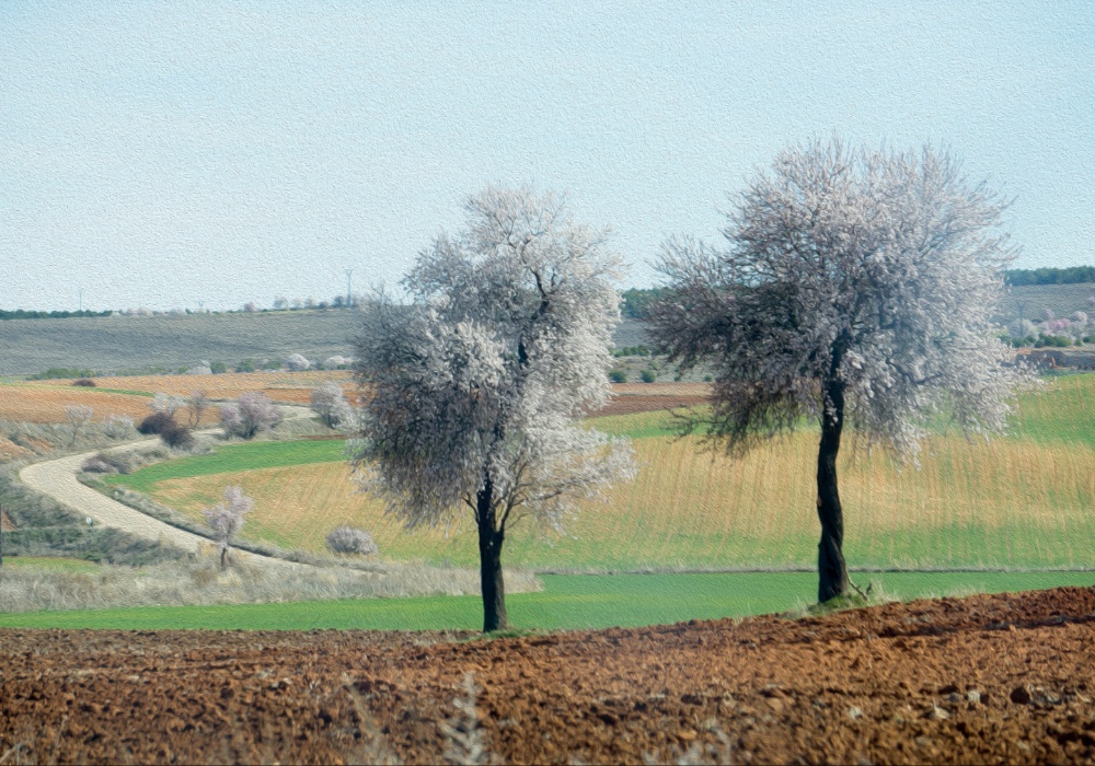 Češki paradoks: Topla zima pokreće ranu cvetnju retkih badema