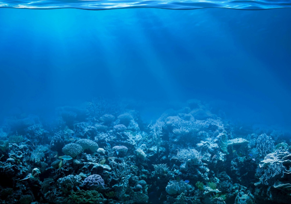 Alarmantno izbeljivanje: Koralni grebeni pod pretnjom zbog povećanja temperature vode
