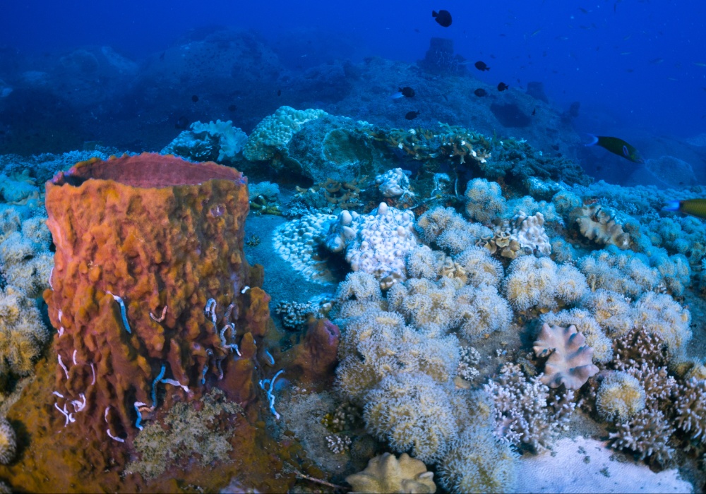 Dugoročni uticaji morskih toplotnih talasa na okeanske ekosisteme