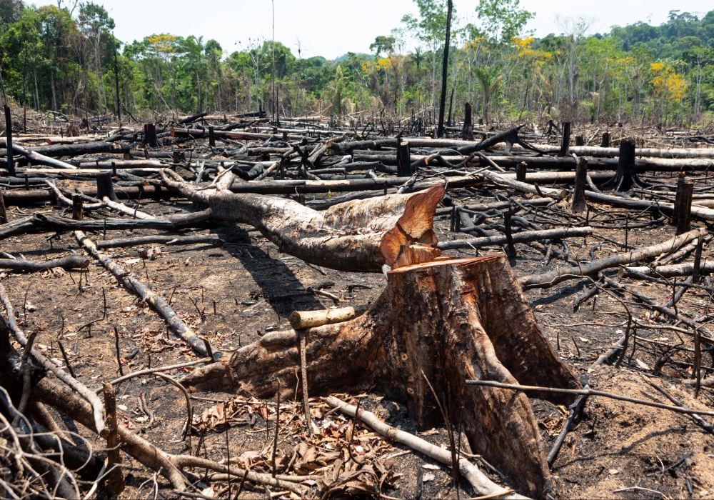 Pozivi vlada za ponovno razmatranje predloga o odlaganju zakona o krčenju šuma